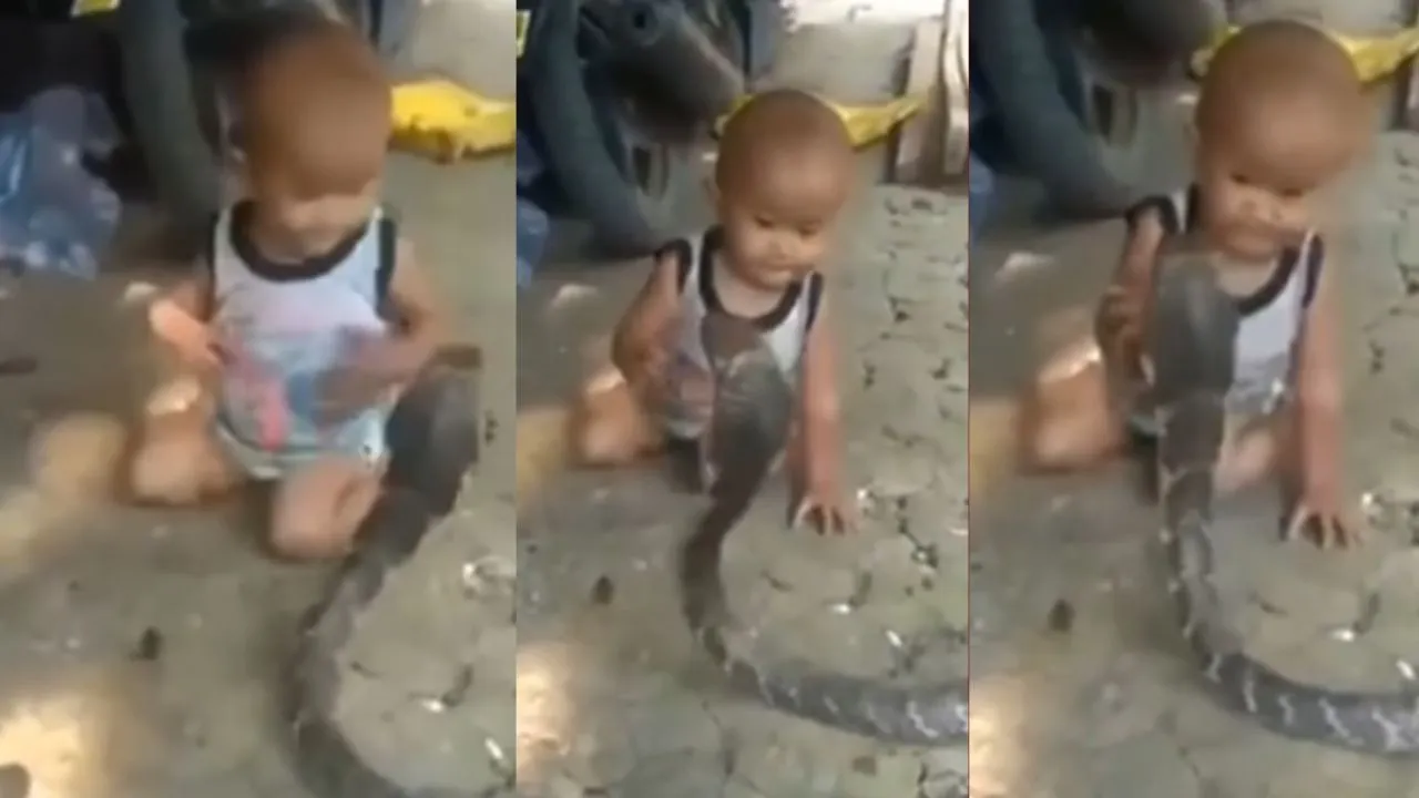 Snake and Child Fight Video Viral