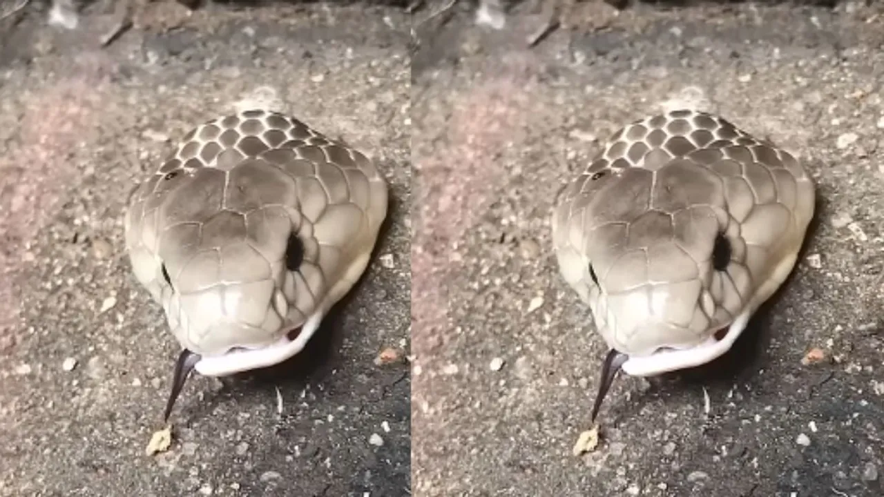 snake video viral on social media