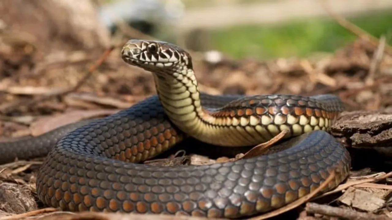 Sonbhadra Snake bites woman