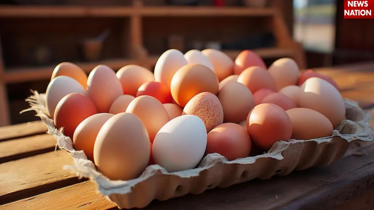 Egg
