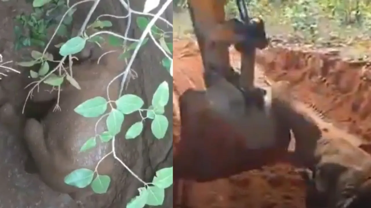 VIRAL Raigarh ELEPHANT VIDEO