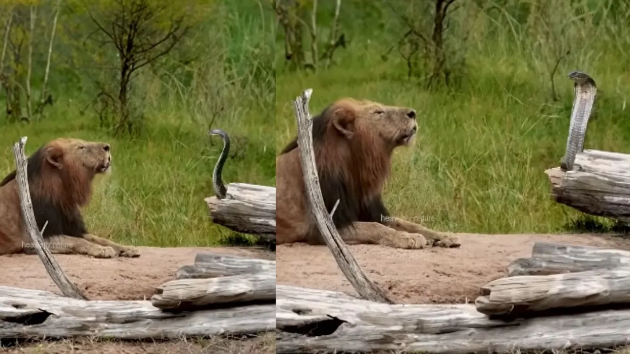 Viral cobra lions video