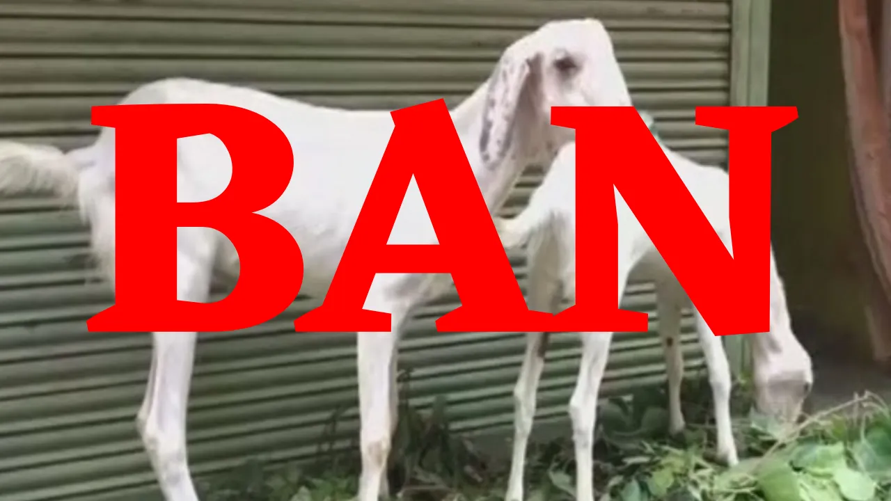 Morocco King decides to ban killing animals on Bakrid 