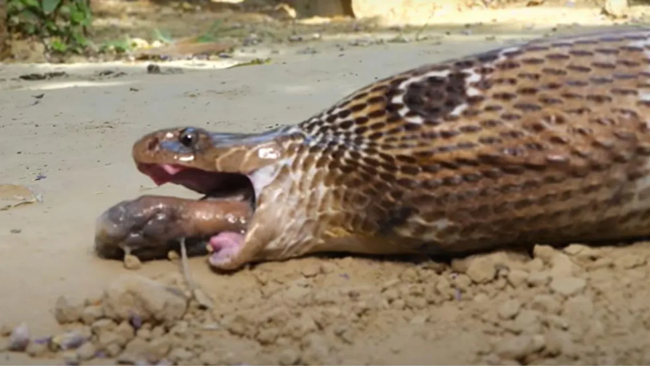 viral cobra video attack