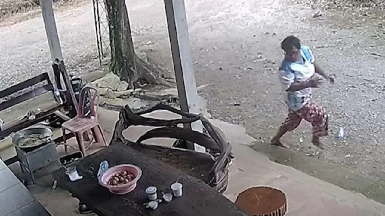 cobra attack video