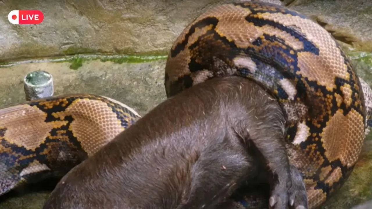 python viral video