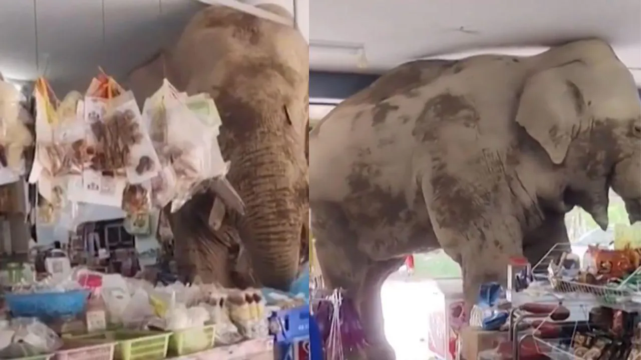 viral elephant video