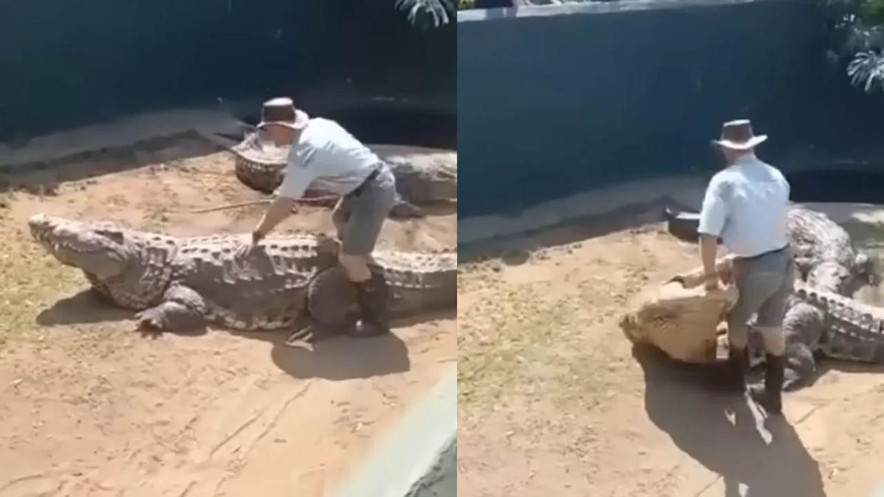 crocodile attack news