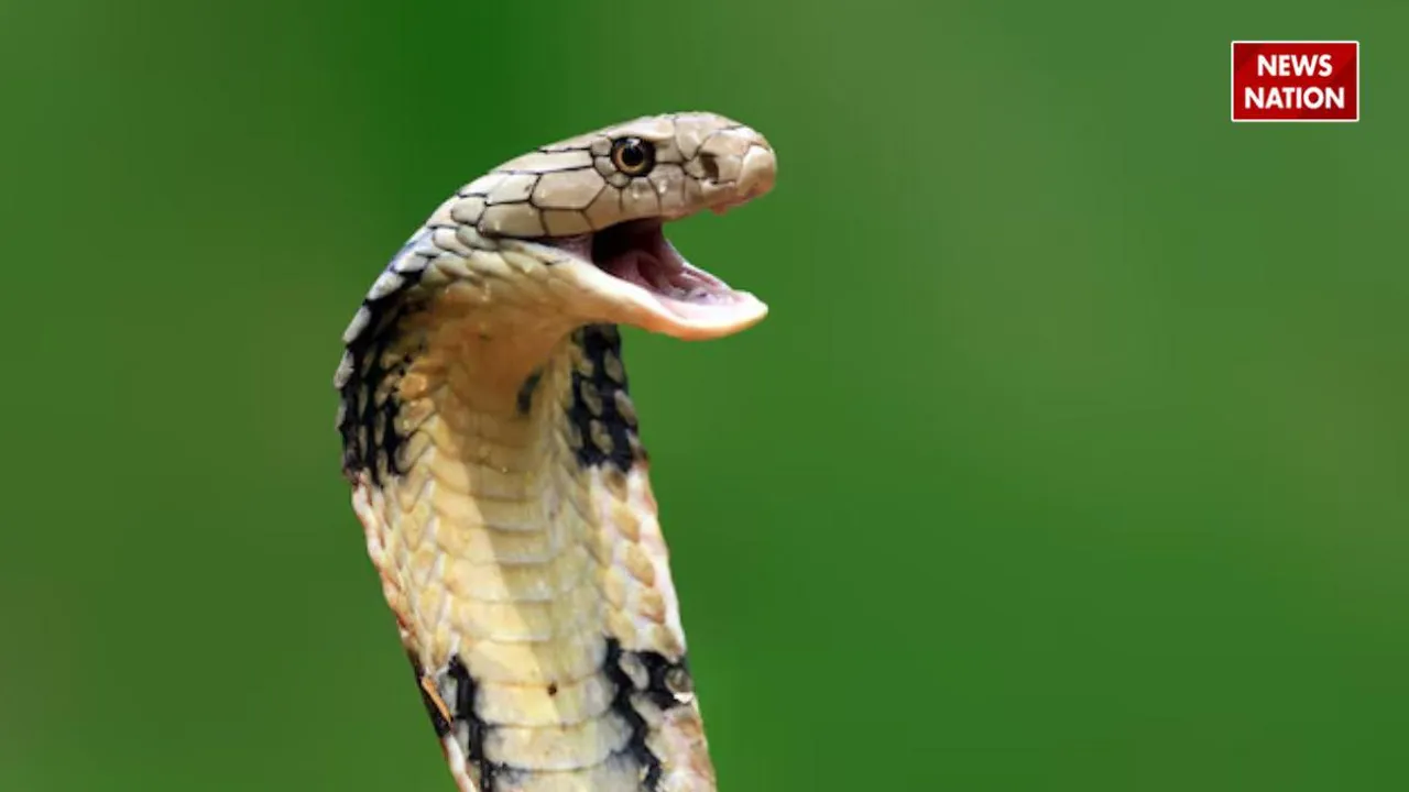 cobra facts news