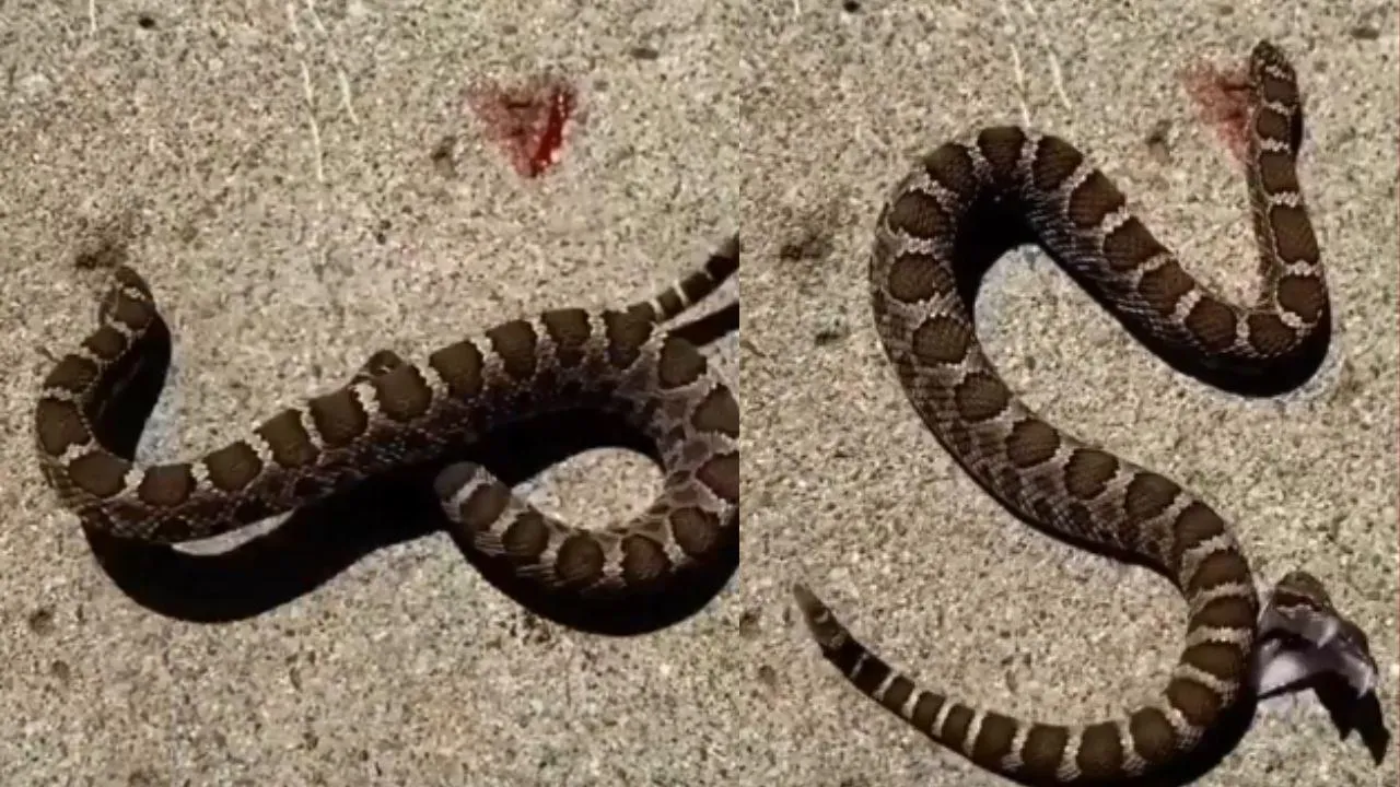 Snake Head Cut Viral Video