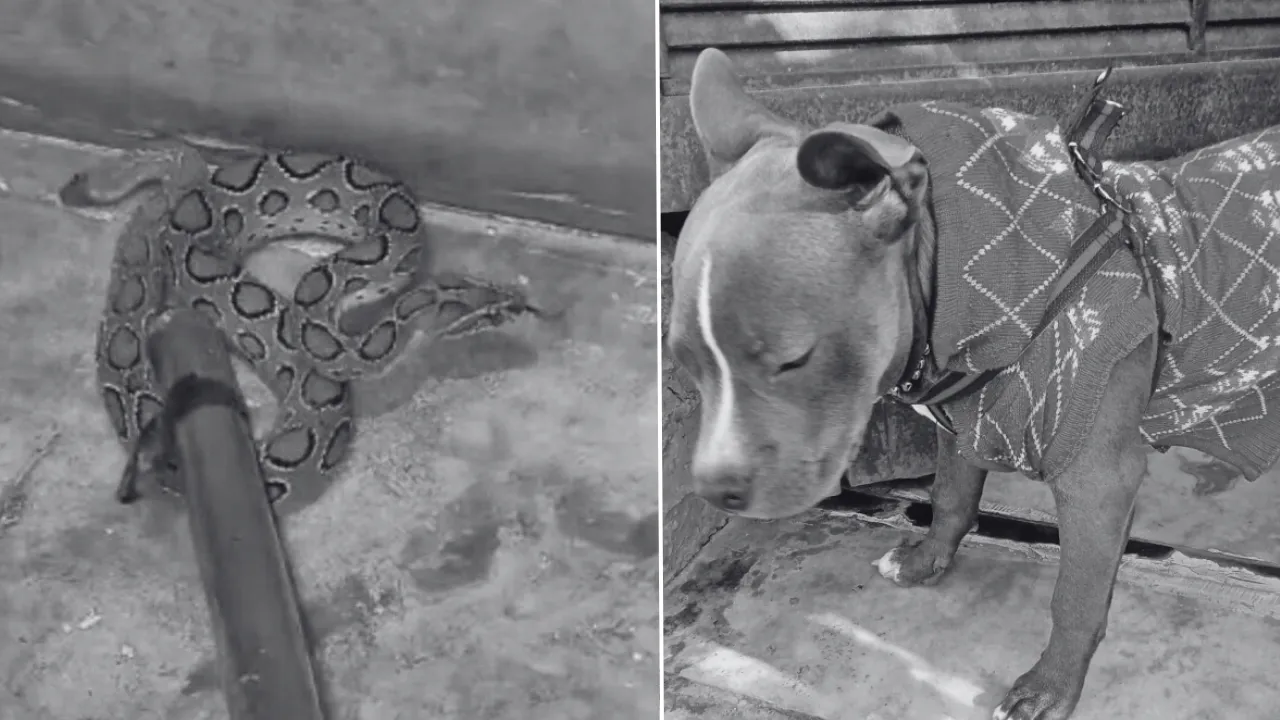 Doggy in meerut fight with Poisonous Snake see Video 