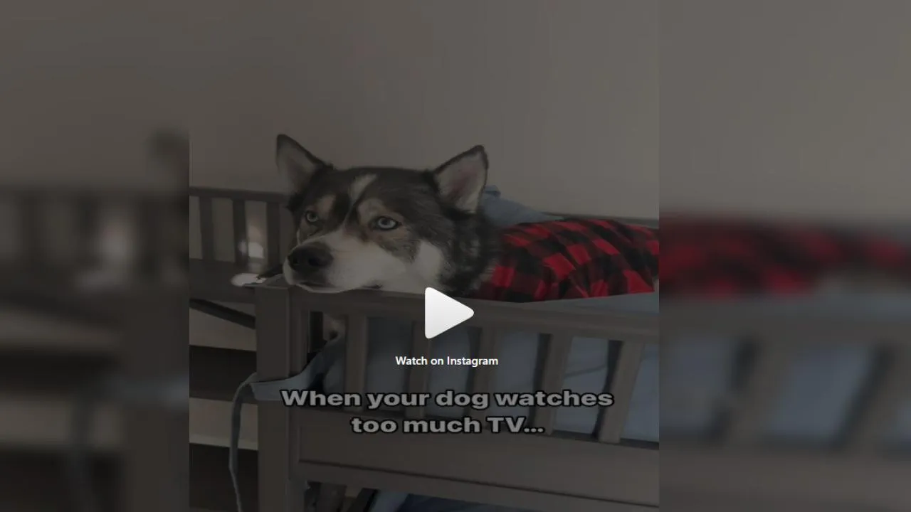 Viral husky reaction