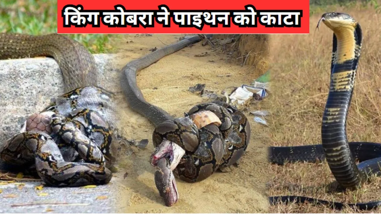 KING COBRA VS PYTHON