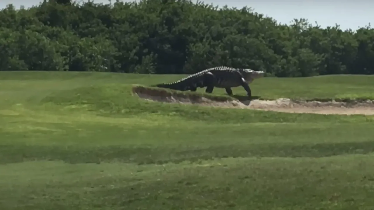 viral crocodile video florida