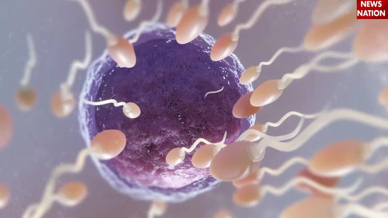 Sperm Count
