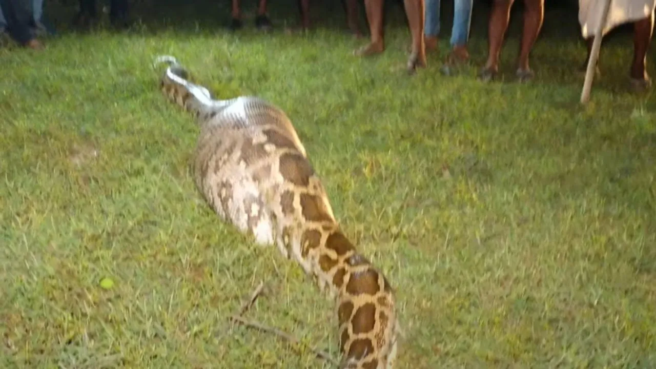 two goat attack by python