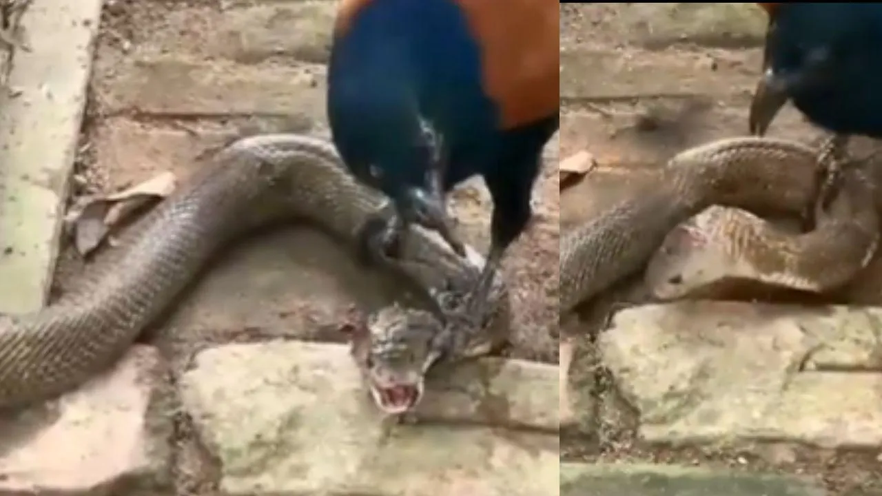 Snake and Crow Fight Video On Social Media