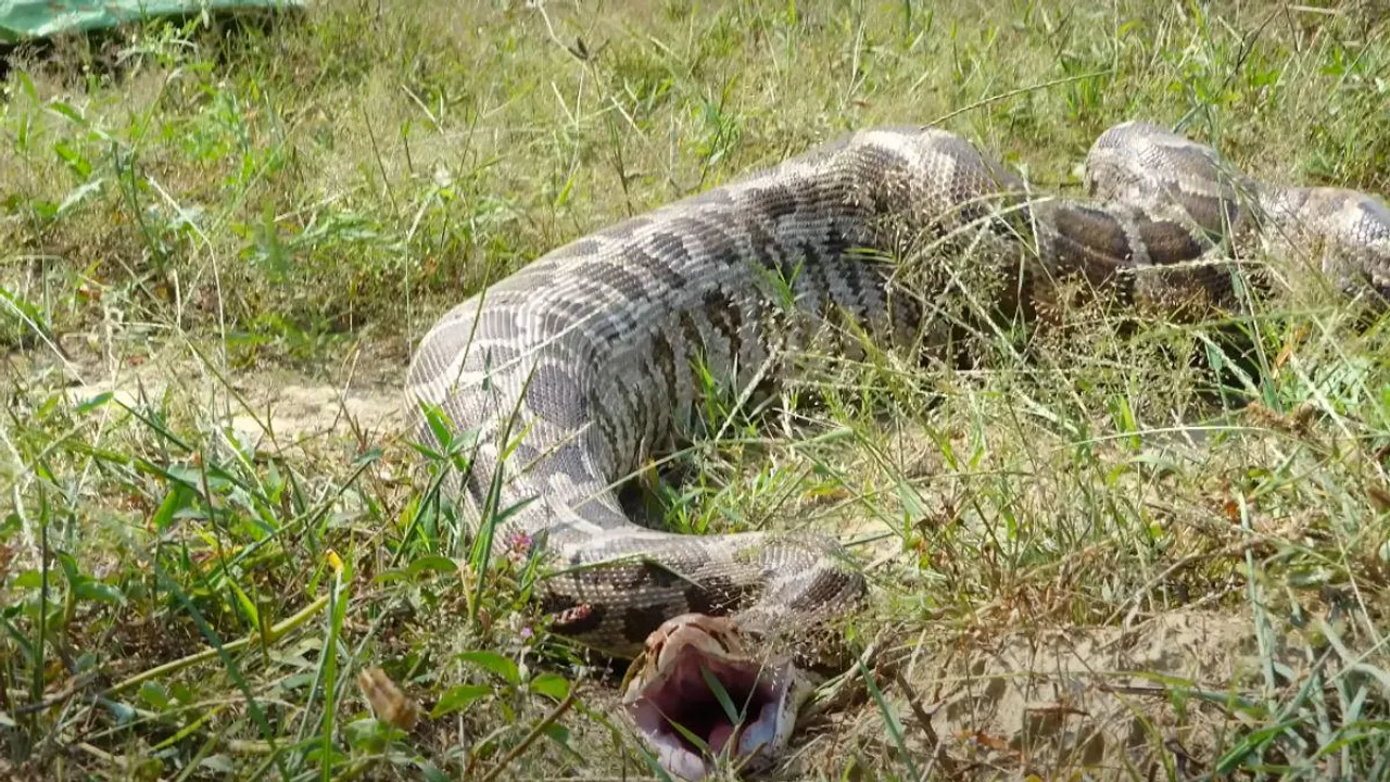 viral python video trending