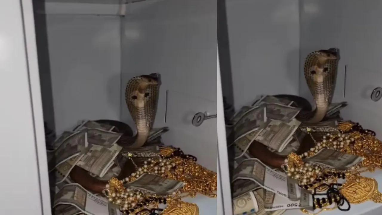 viral cobra video trending