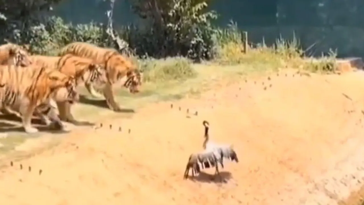 viral video tiger attacks