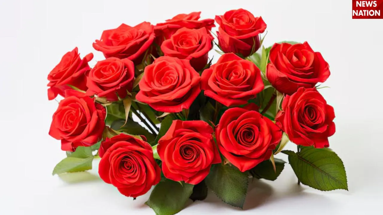 NATIONAL RED ROSE DAY 2025
