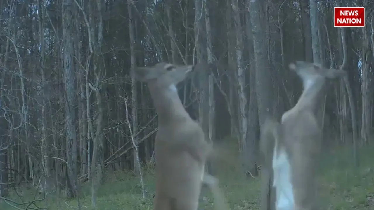 deer fight vide