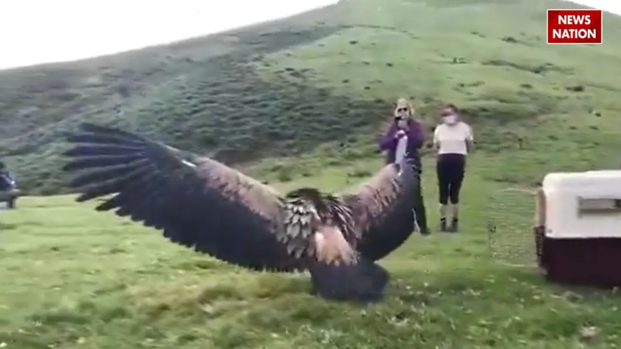 viral video vulture