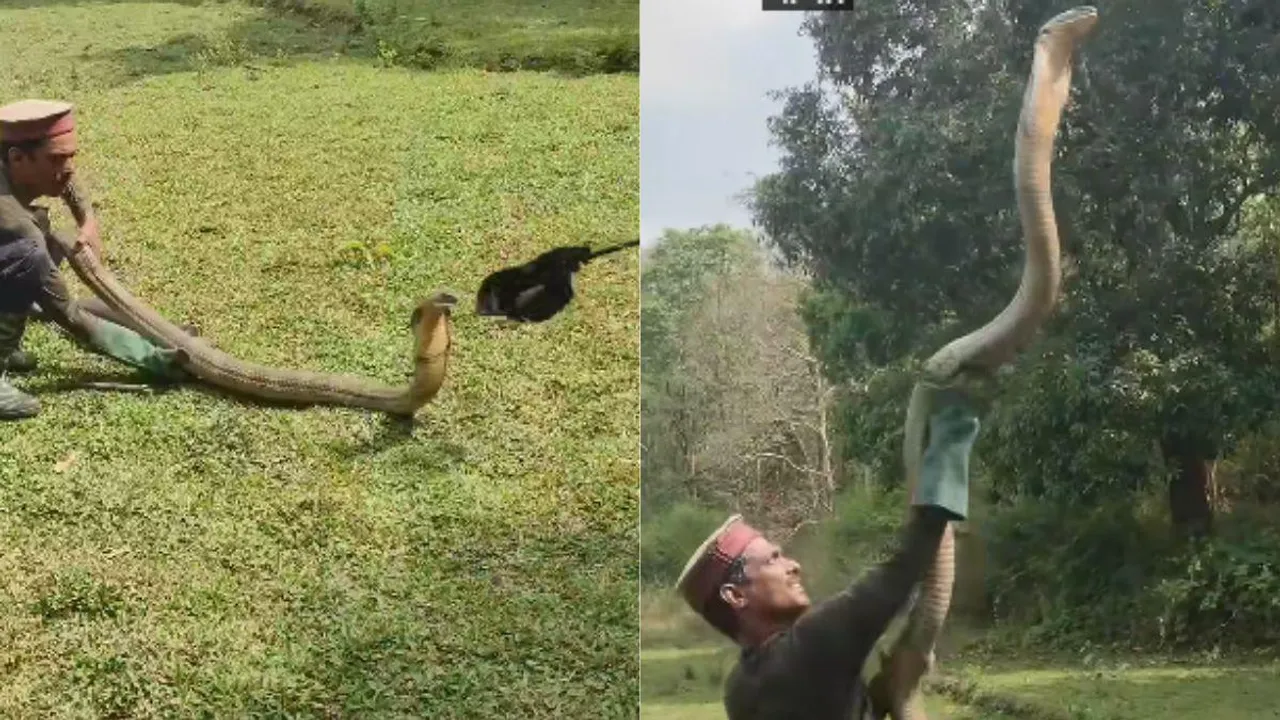 cobra video viral news