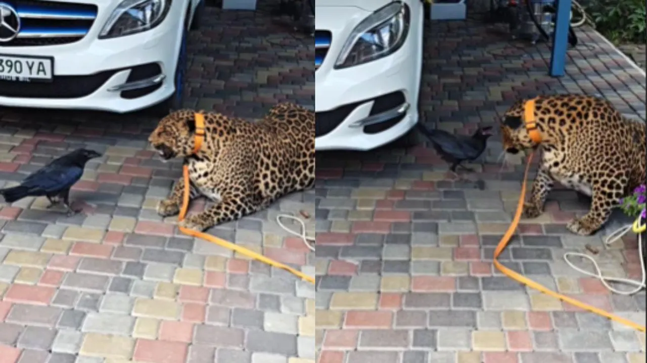 viral crow attack