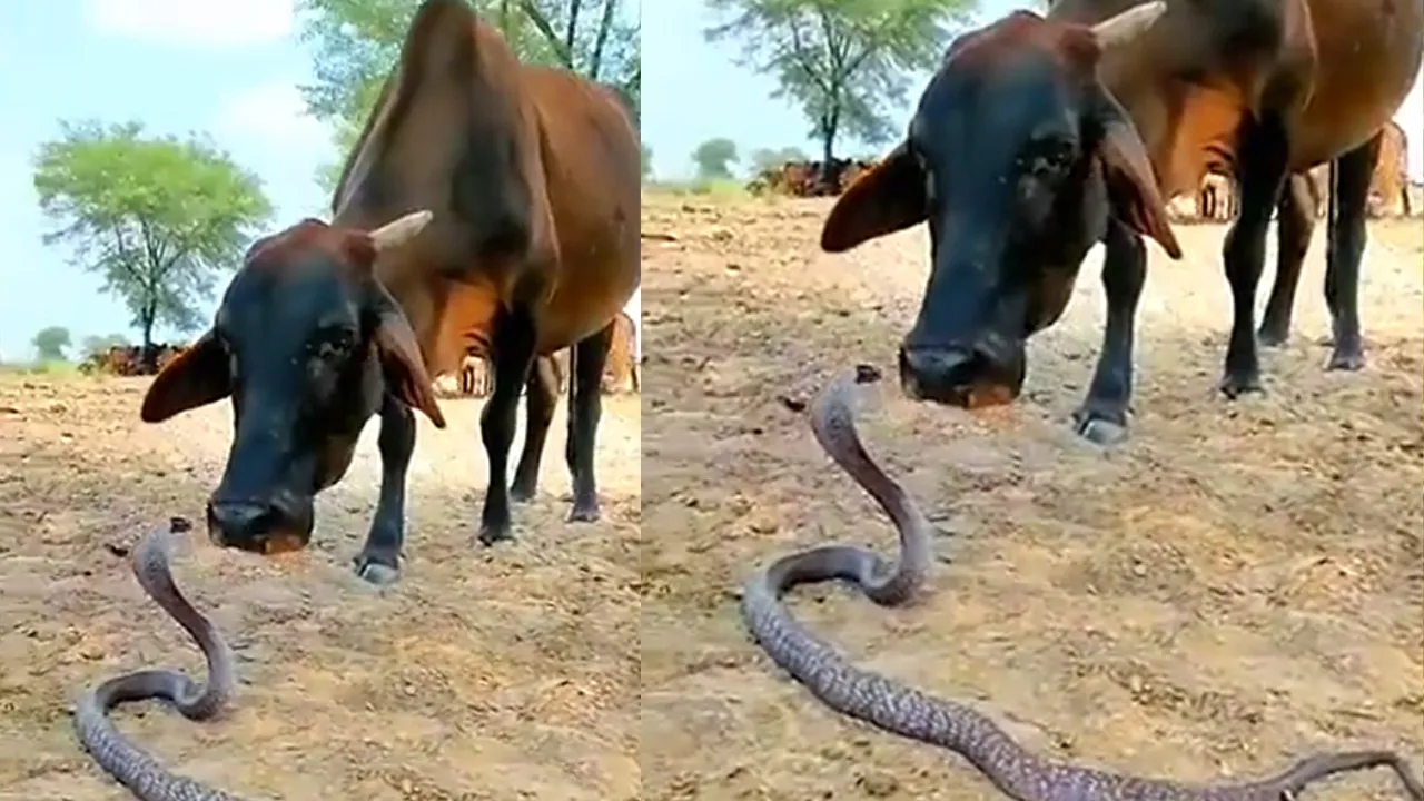 Cow and King Cobra Viral Video