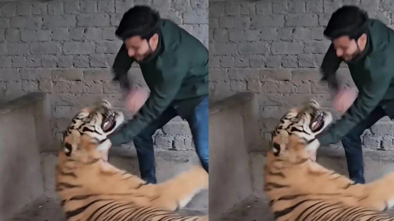 VIRAL TIGER ATTACK VIDEO