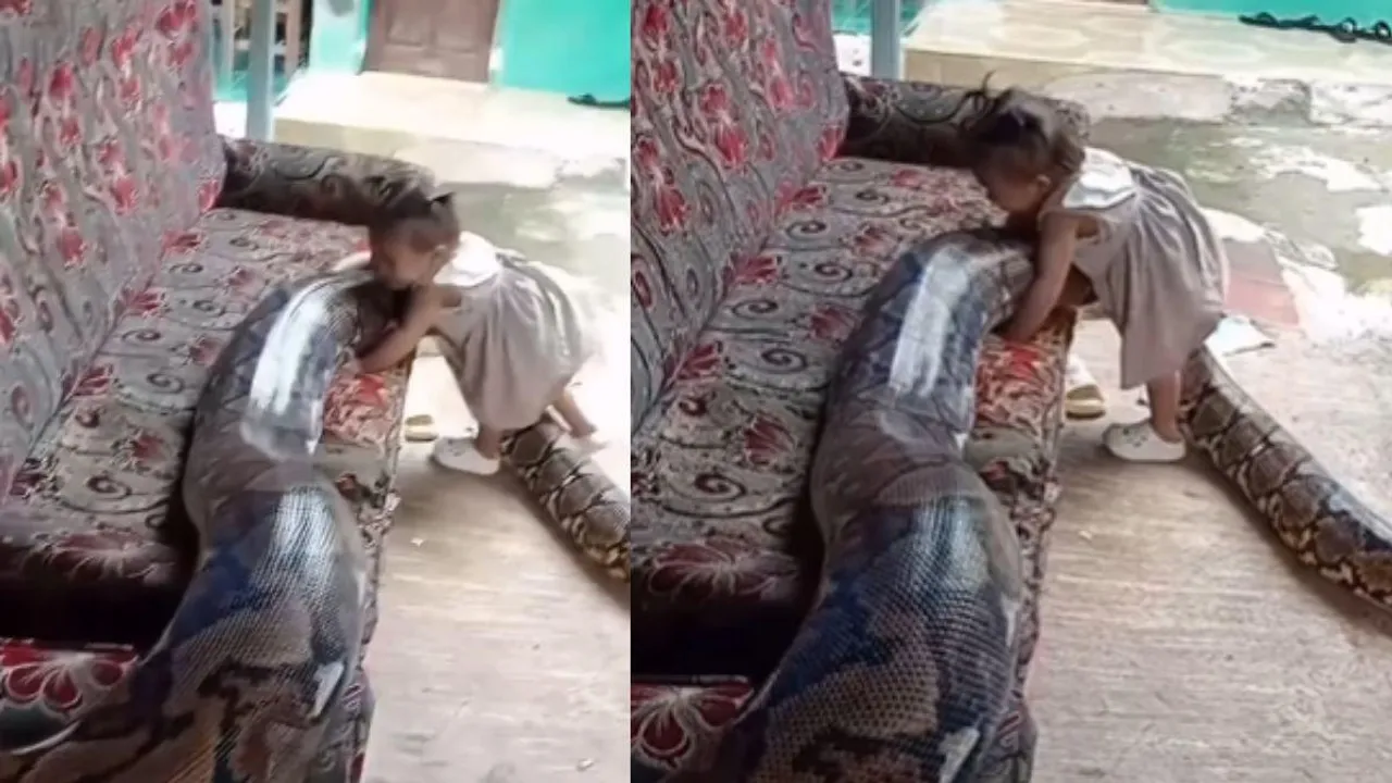 viral python video and baby girl