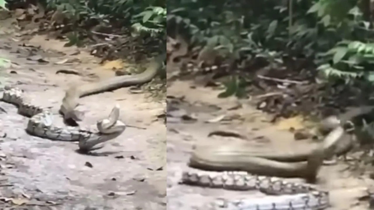 cobra vs python video
