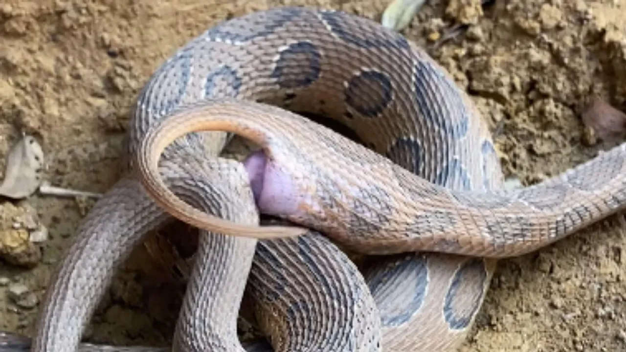 VIRAL SNAKES MATING VIDEO