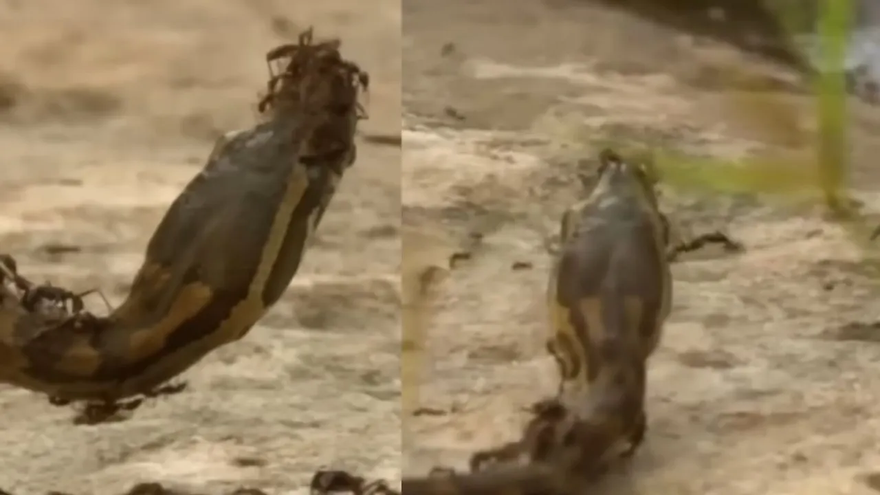 ants viral python