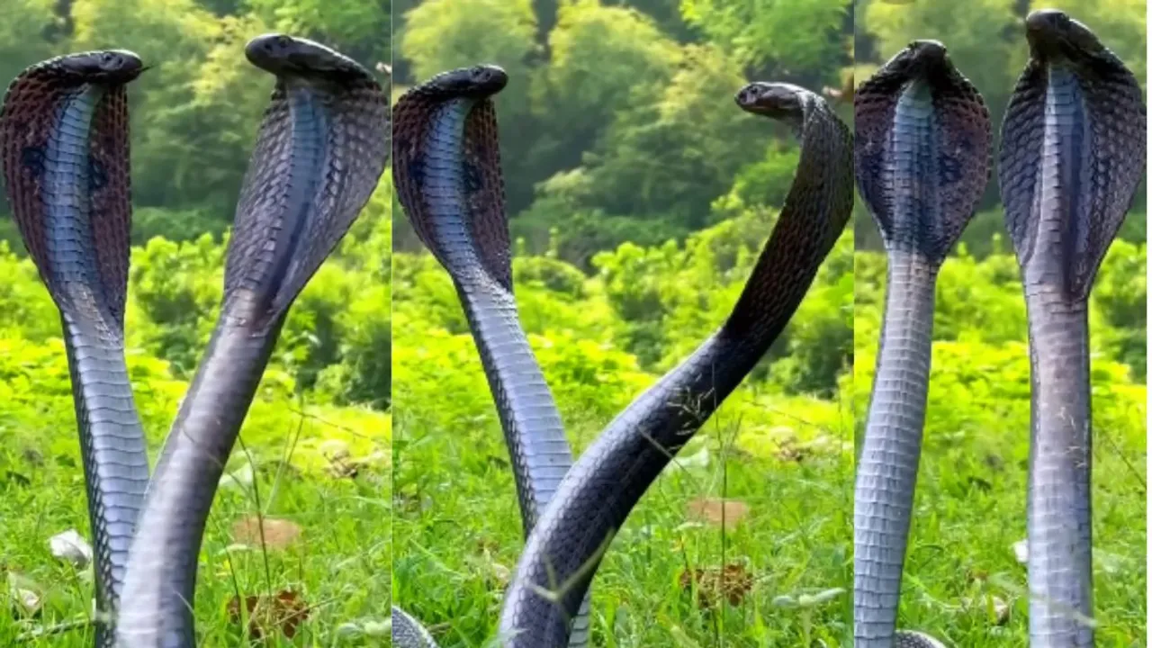 viral cobra video trending snakes