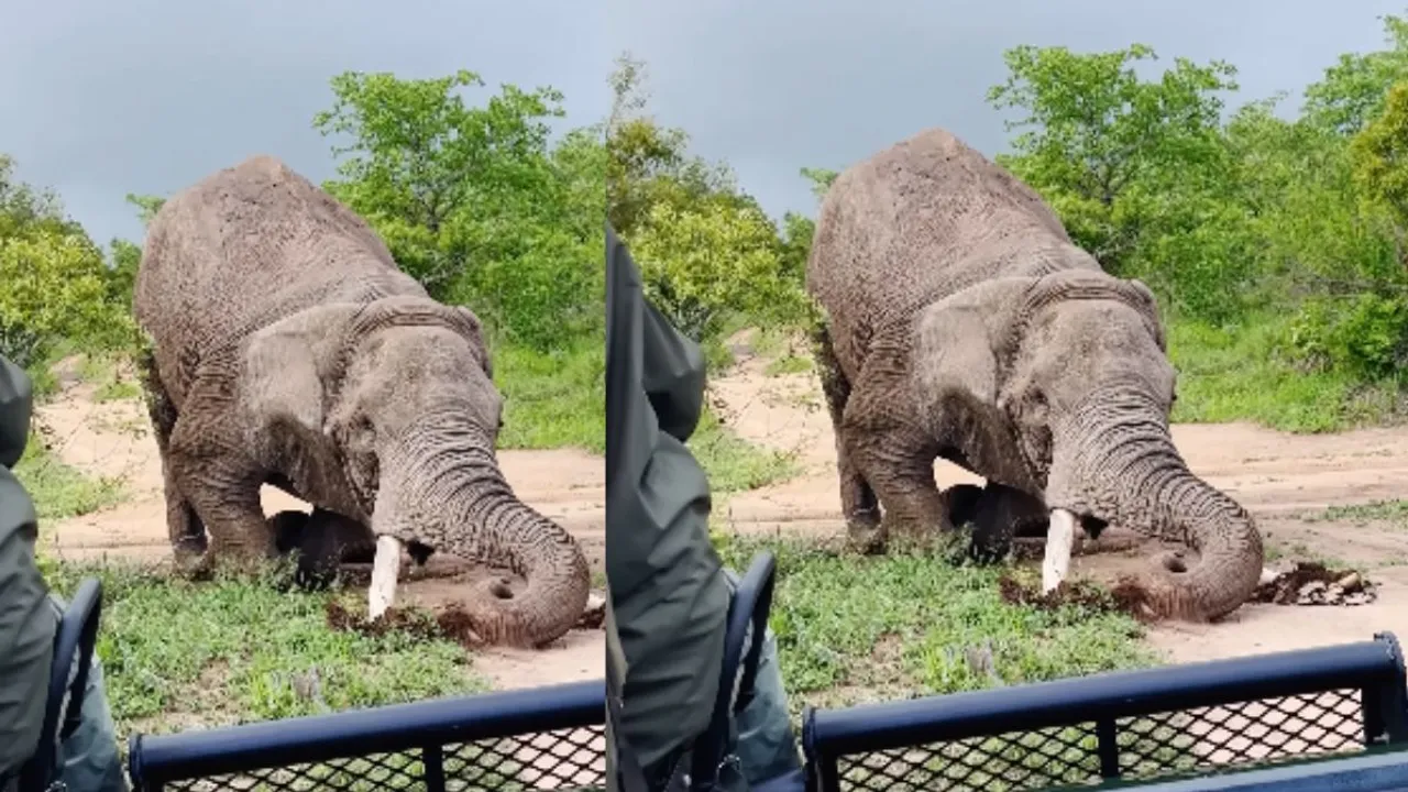 viral video elephants