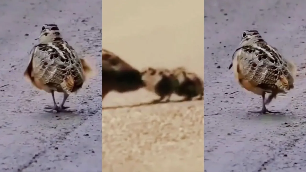Bird Dance Video