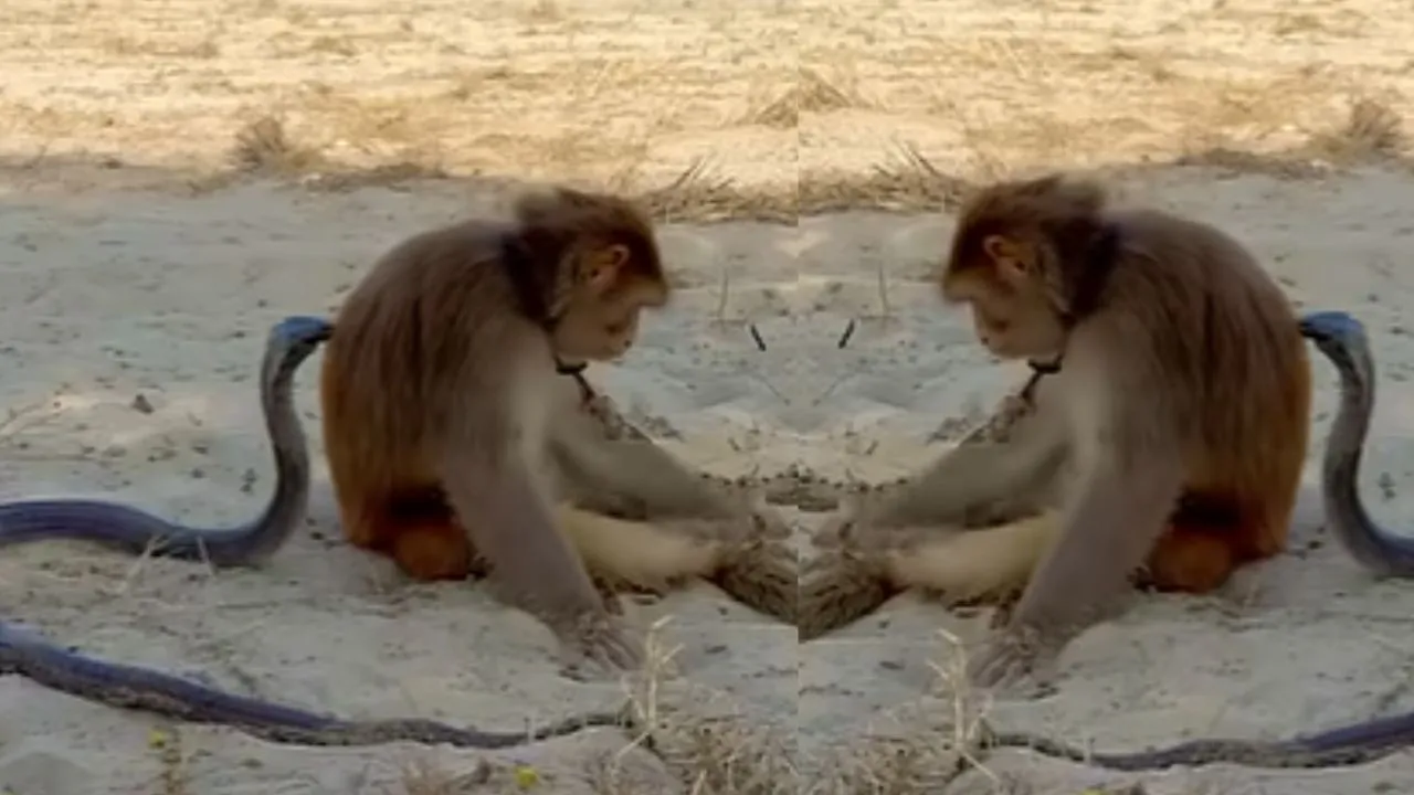King Cobra and Monkey Viral Video