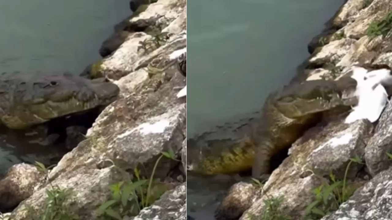 CROCODILE ATTACK VIDEO