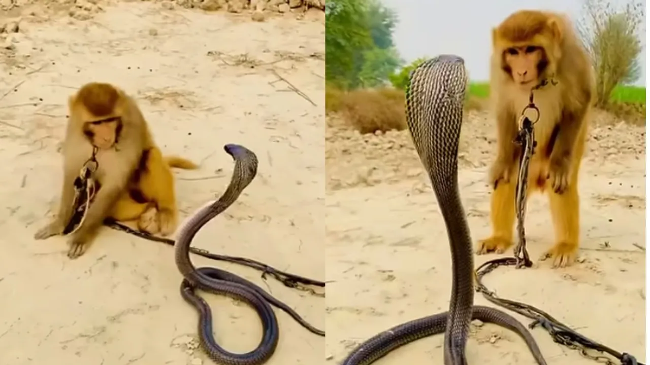monkey cobra video