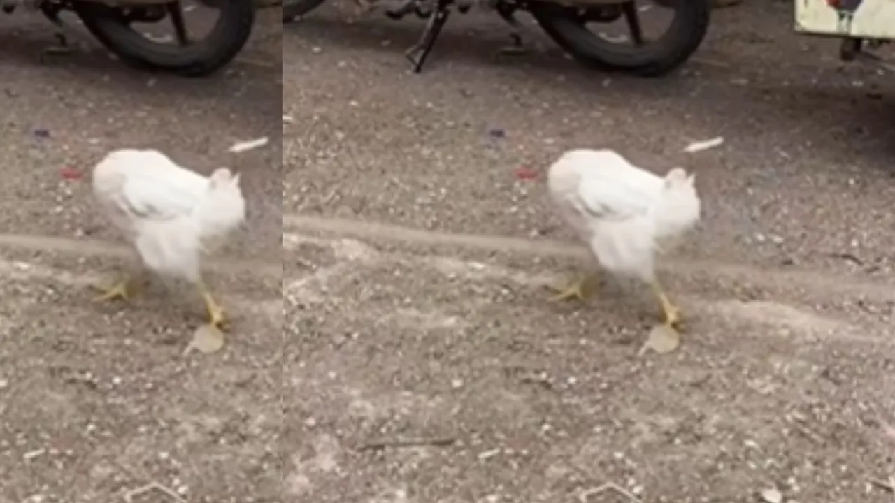 headless chikchen