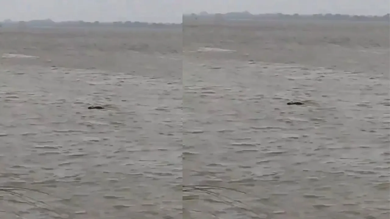viral video crocodile news