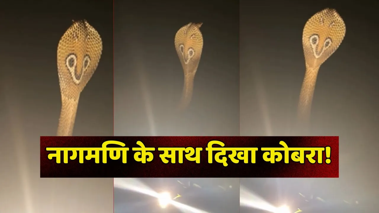 Naagmani Snake Video Viral
