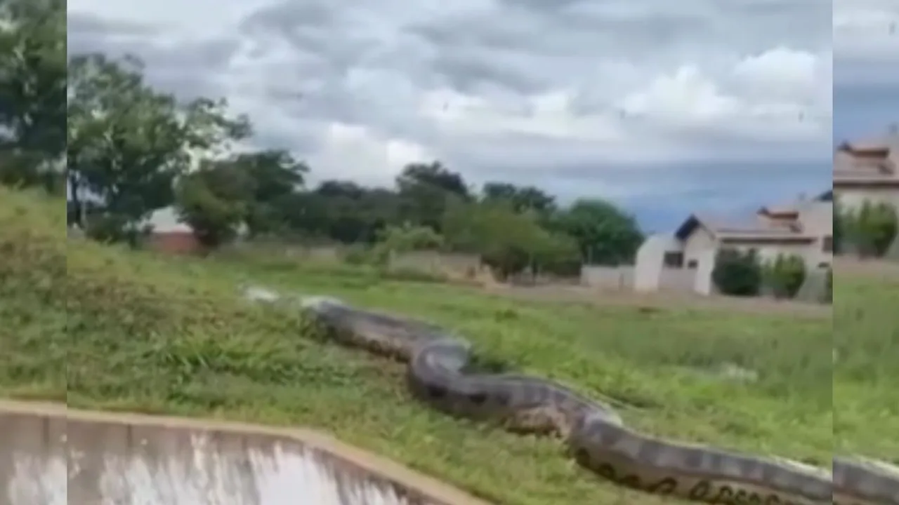 python video