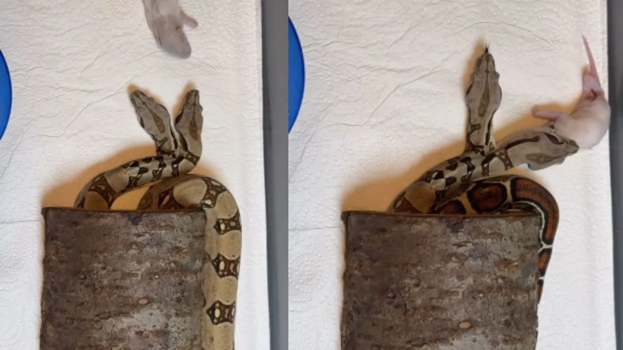 two headed snakes