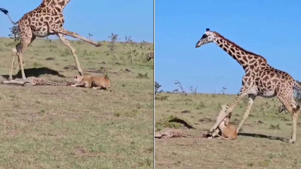 VIRAL WILDLIFE VIDEO LATEST