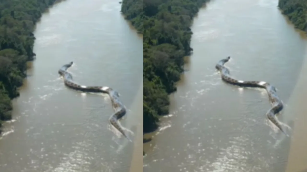 sanp ka video