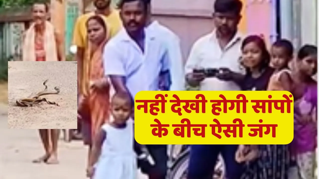 Snake Fight Video Viral