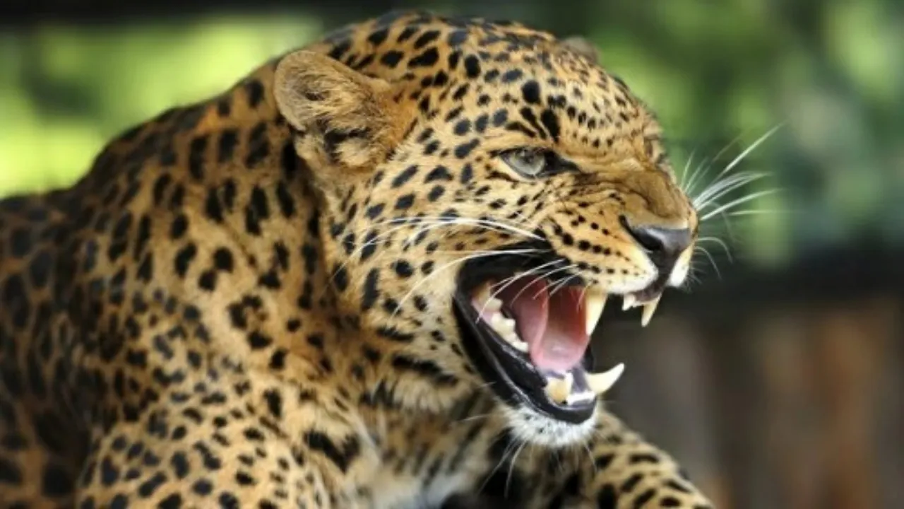 tehri leopard attack